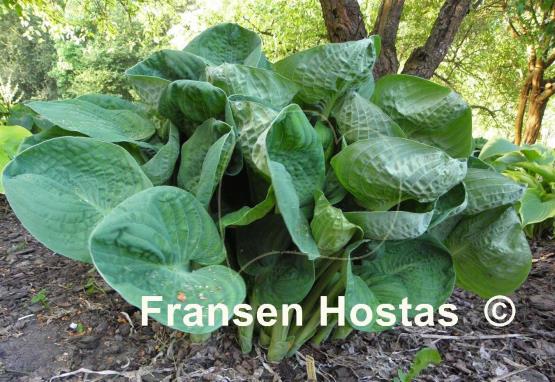 Hosta Neat and Tidy